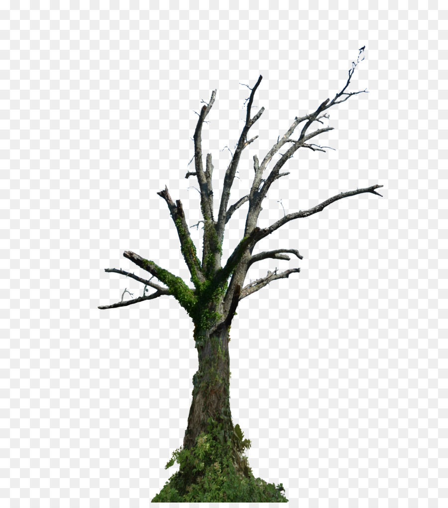 Vieux Tronc D'arbre，Tronc PNG