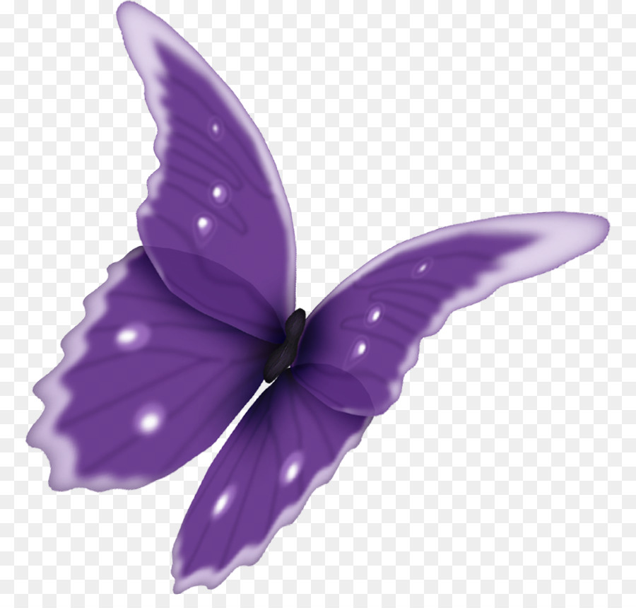 Papillon，Photoscape PNG