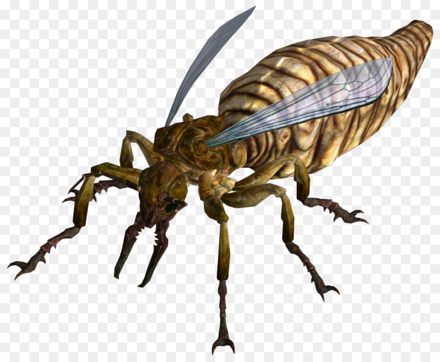 Insecte，Bogue PNG