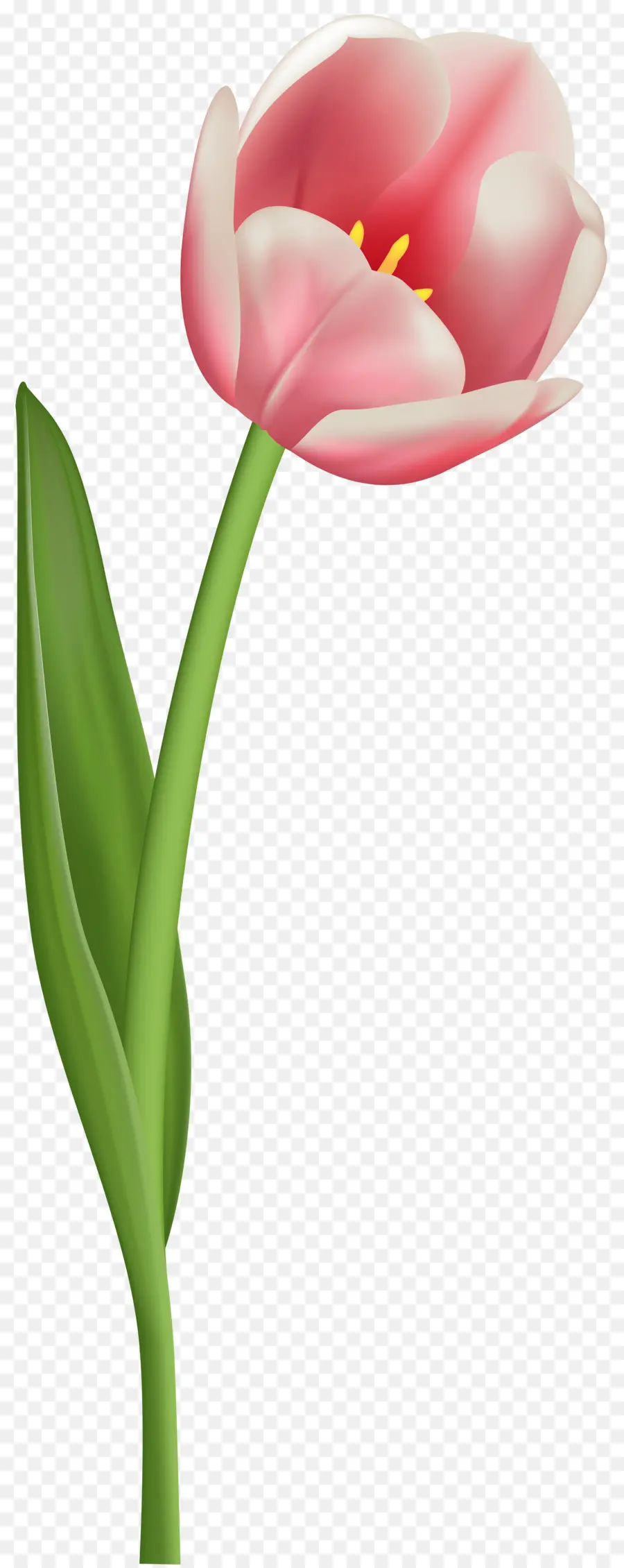 Tulip Mania，Tulip PNG
