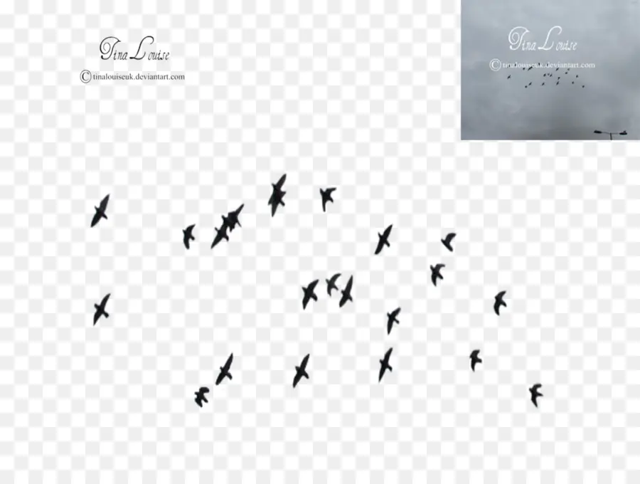 Oiseaux Volants，Ciel PNG