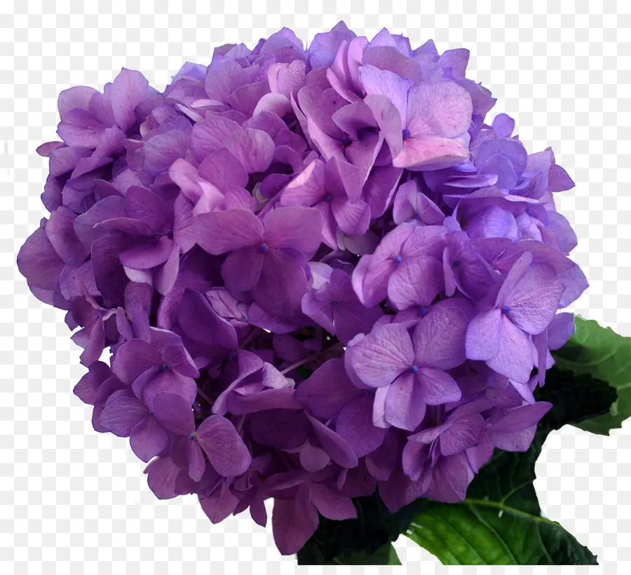 Hortensia Violet，Fleurir PNG