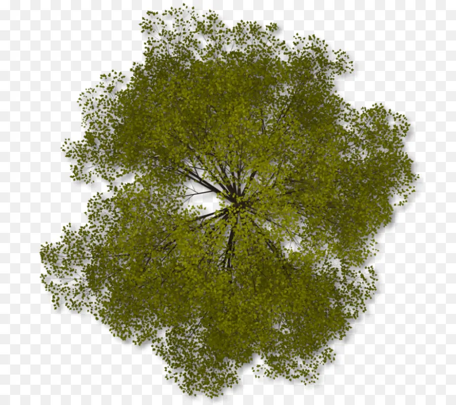 Arbre，Plan PNG