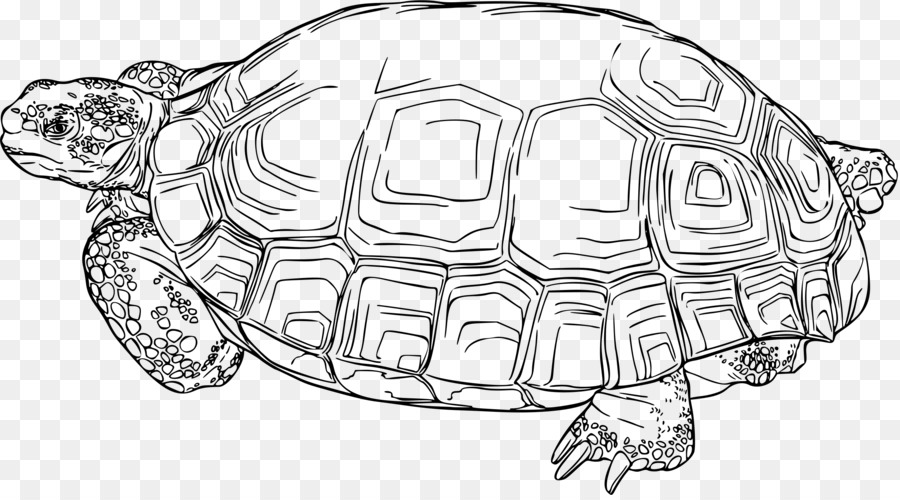 Tortue，Reptile PNG