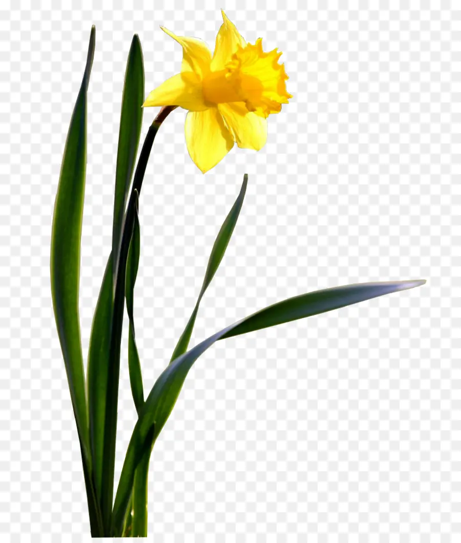 Fleur，Jonquille PNG