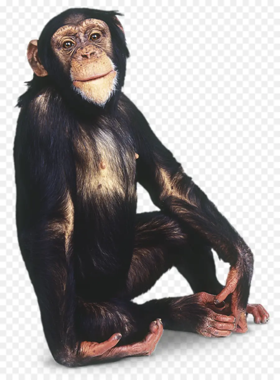 Chimpanzé，Primate PNG