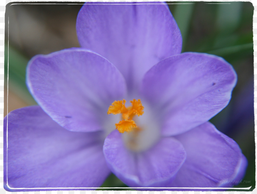 Violet，Lilas PNG