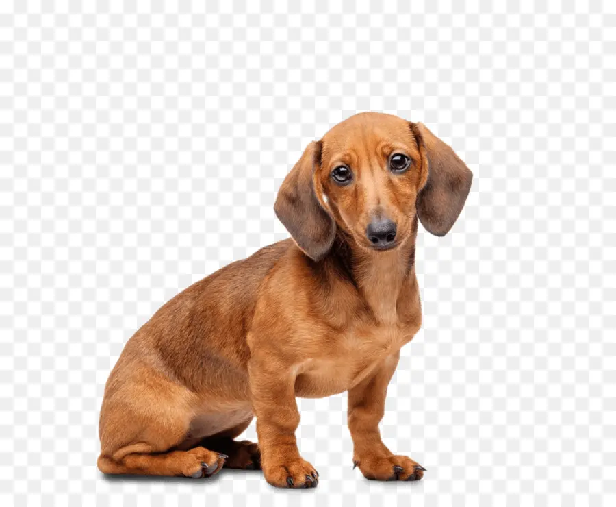 Teckel，Chien PNG