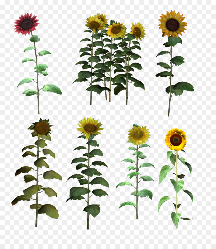 Commune De Tournesol，Fleur PNG