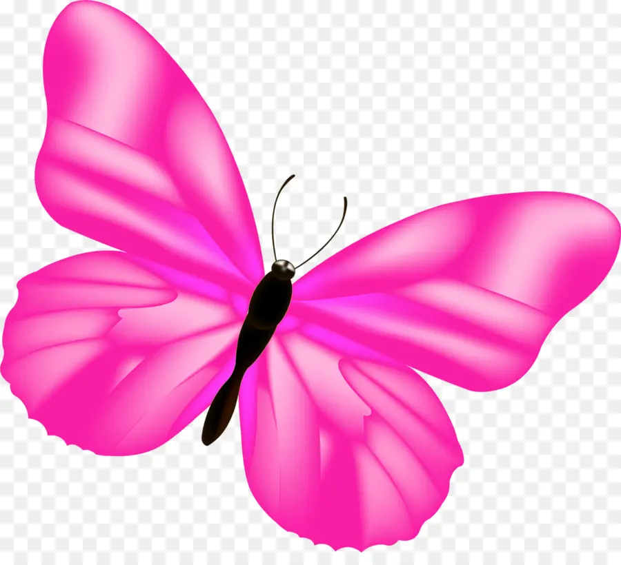 Papillon Rose，Insecte PNG