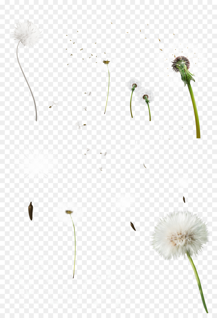 Pissenlit，Fleur PNG