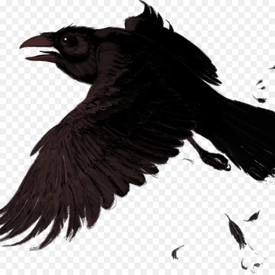 Oiseau Noir，Corbeau PNG