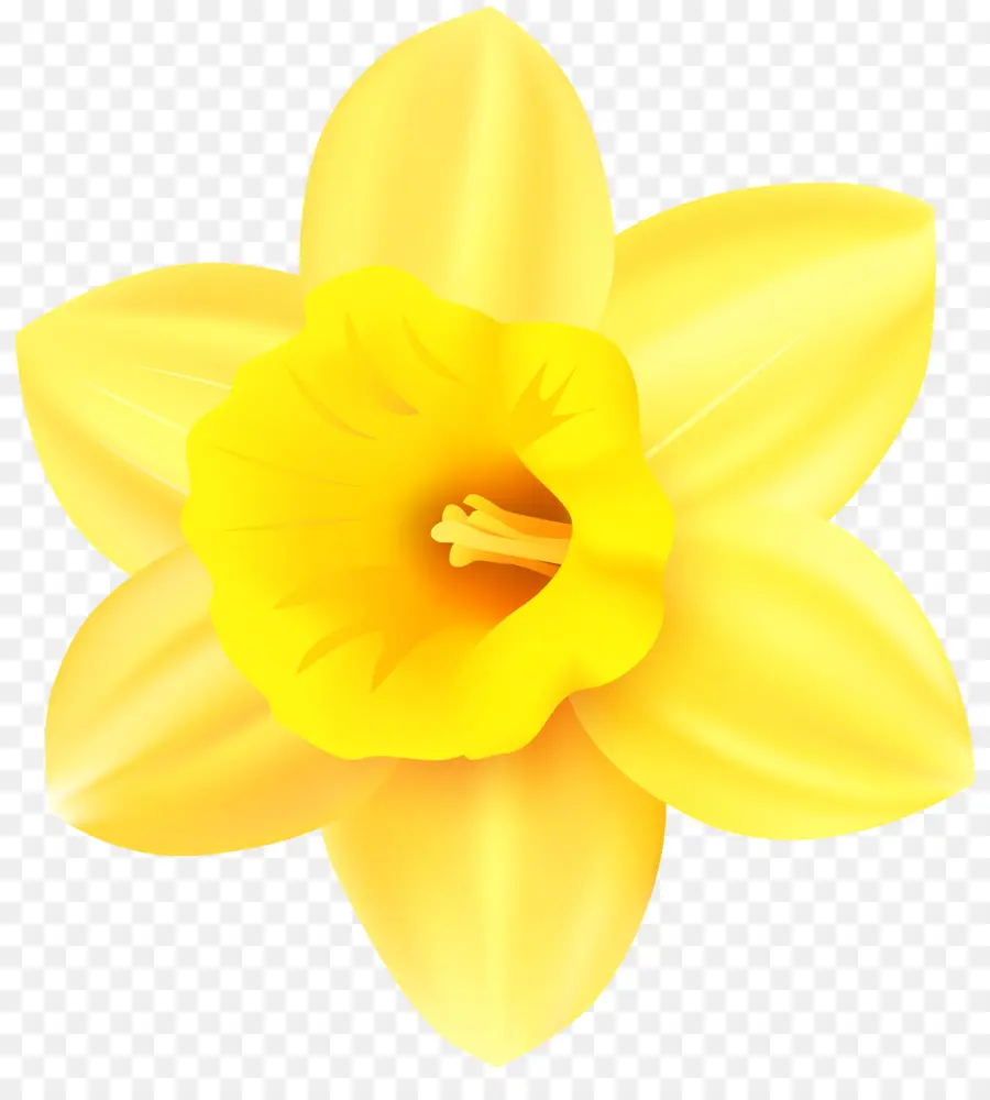 Narcisse，Fleur PNG
