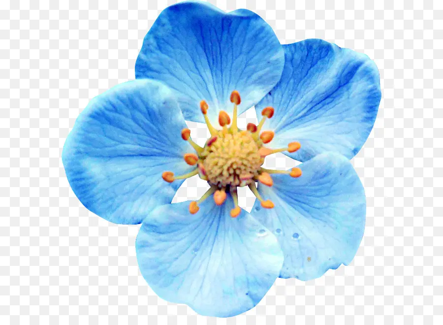 Fleur，Bleu PNG