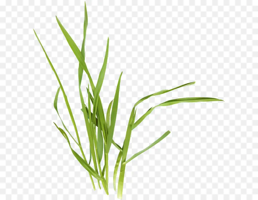 Plante De Papyrus，Vert PNG