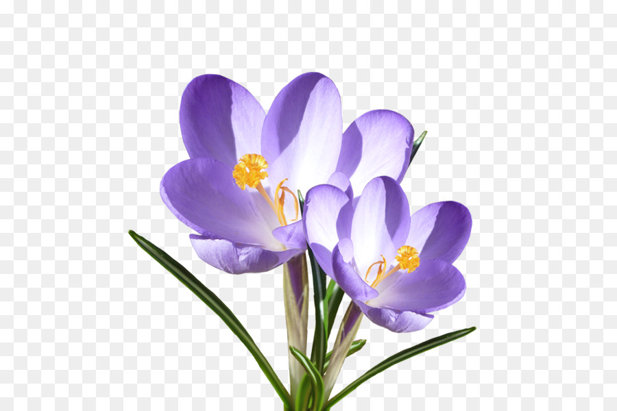 Crocus Vernus，Fleur PNG