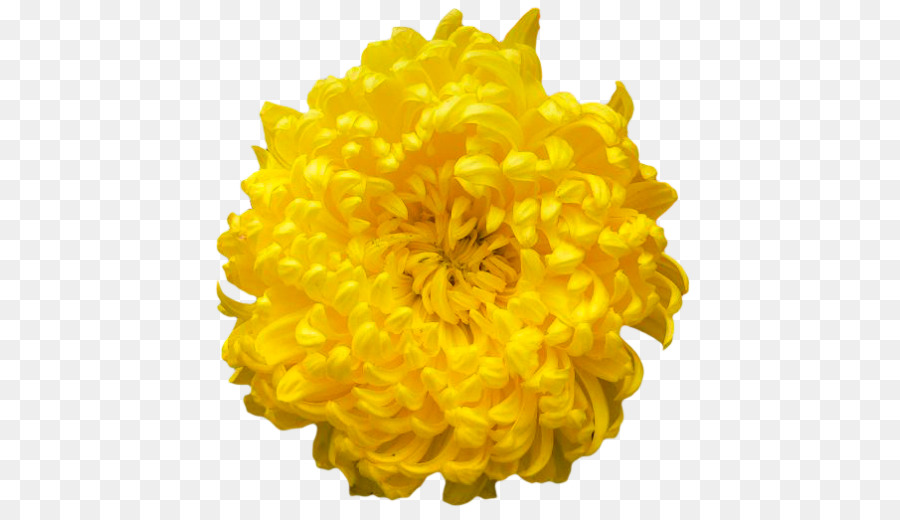 Chrysanthème，Autocollant PNG