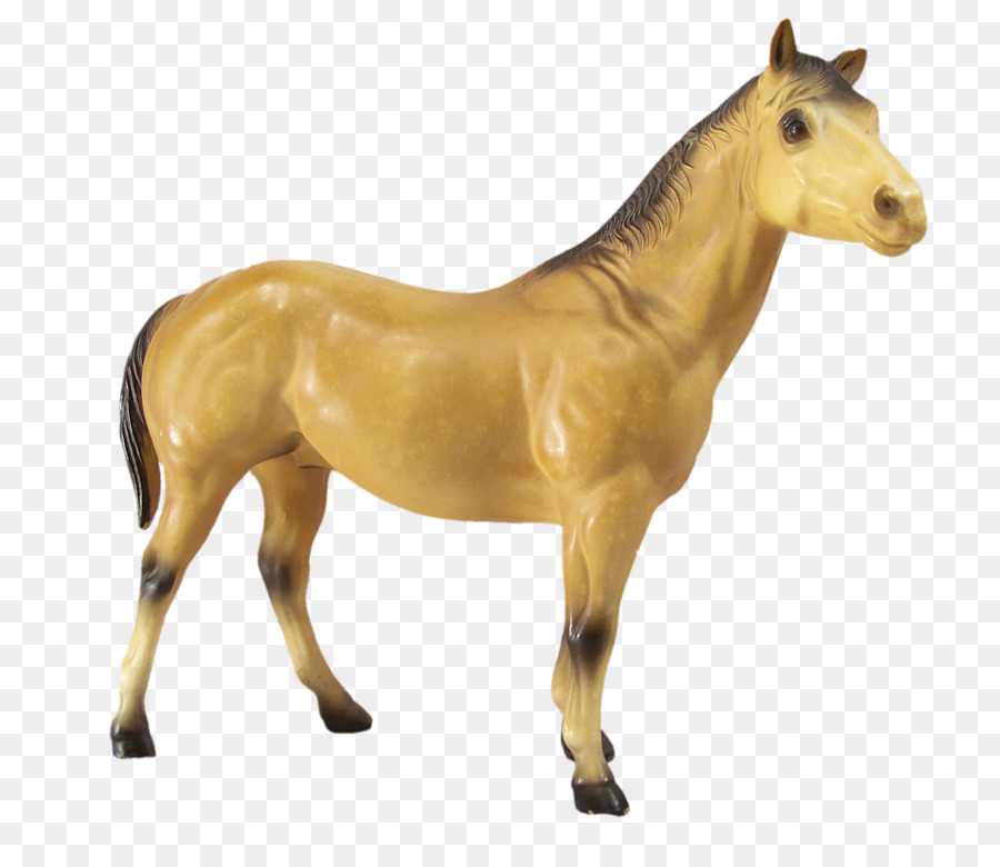 Cheval，Poulain PNG