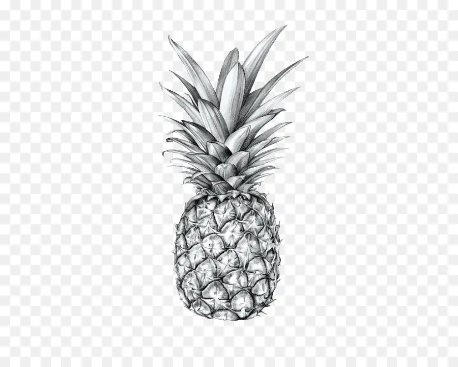 Croquis D'ananas，Tropical PNG