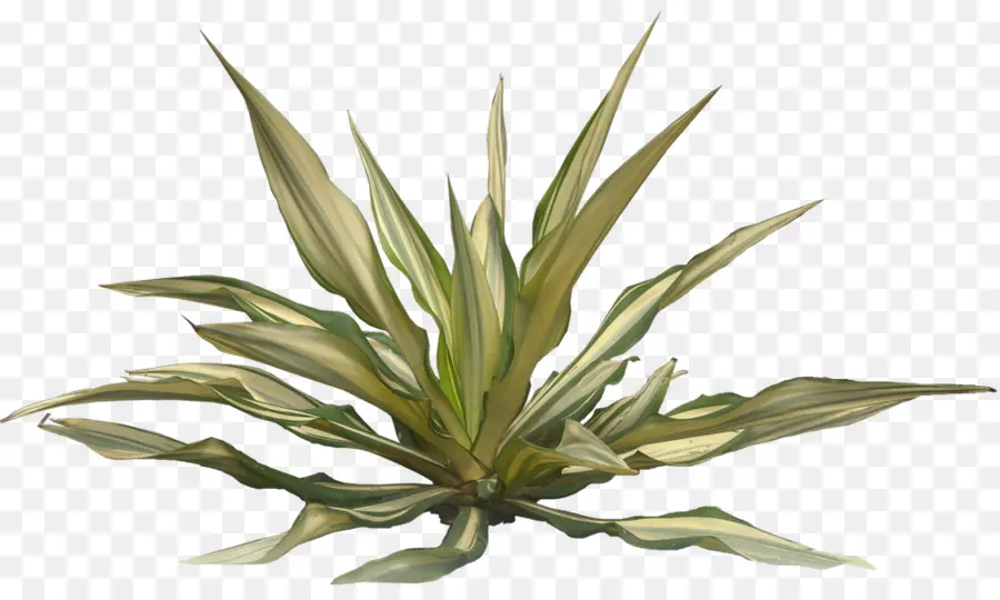 Plante，Arecaceae PNG