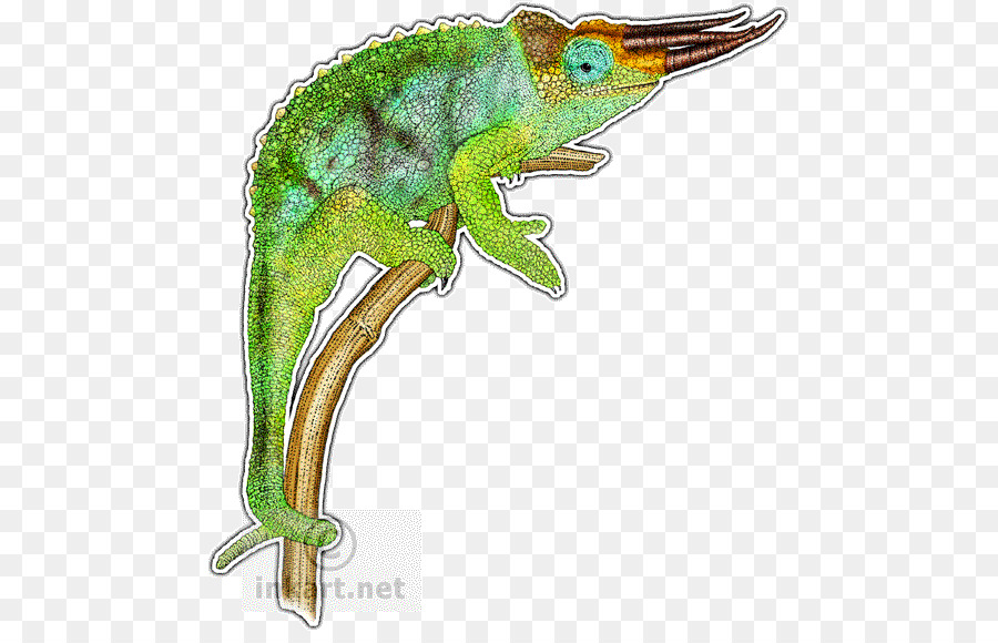 Caméléon Réaliste，Bifurquer PNG