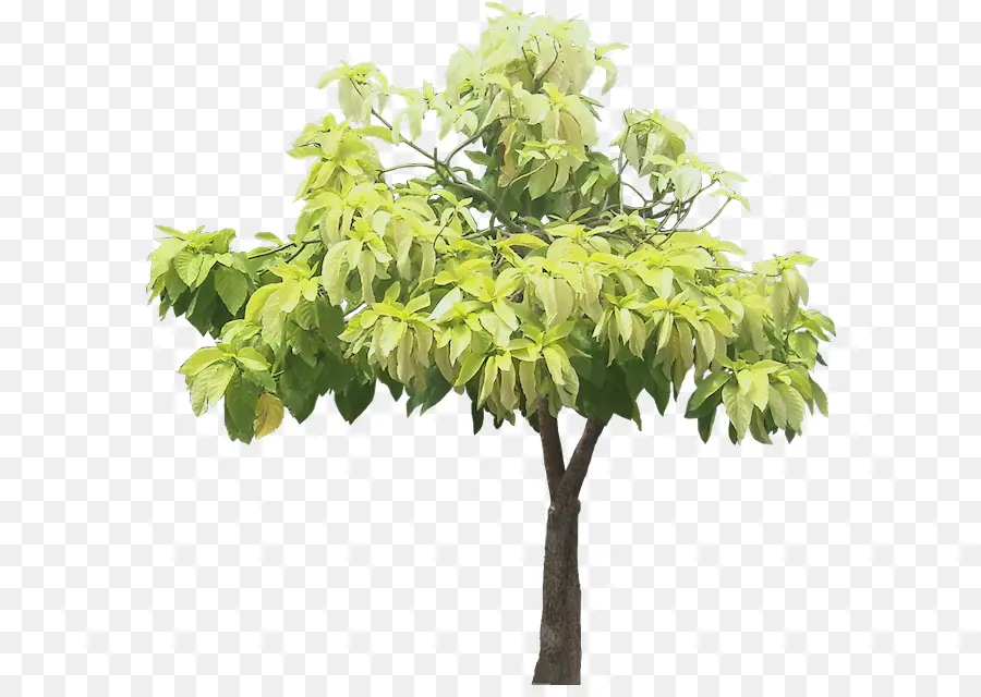 Arbre En Fleurs，Fleurs PNG