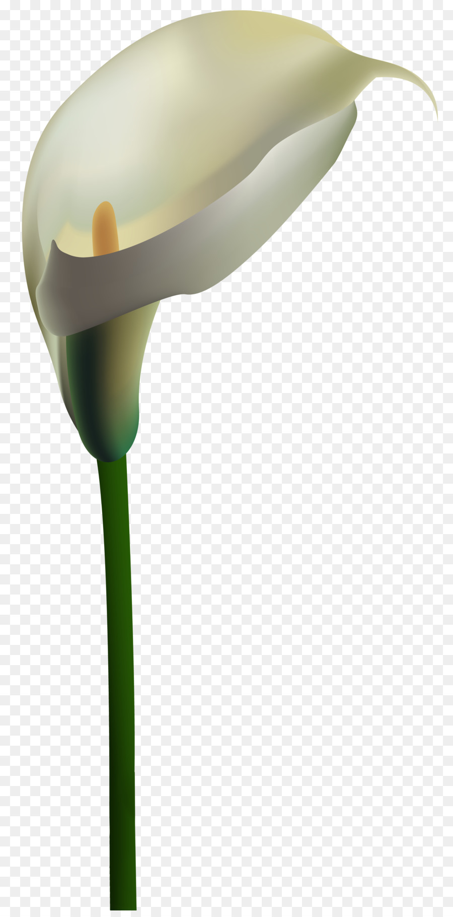 Lily Calla，Usine PNG