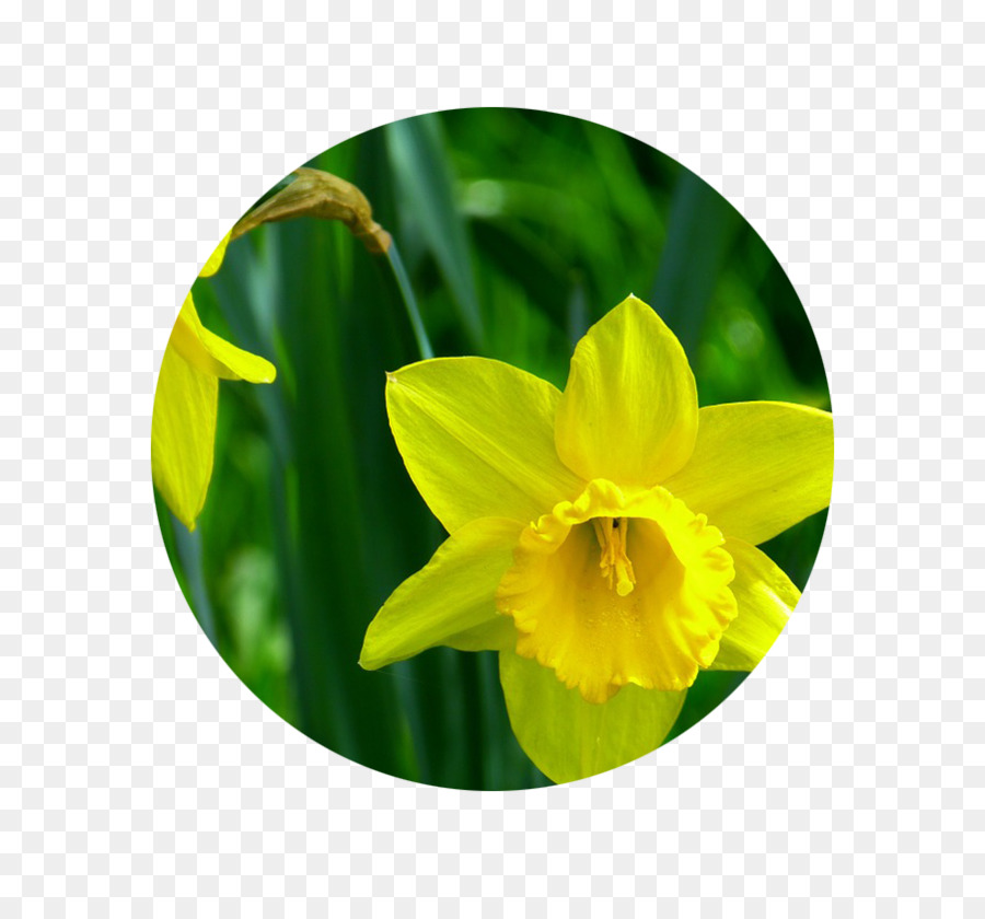 Narcisse Pseudonarcissus，Fleur PNG