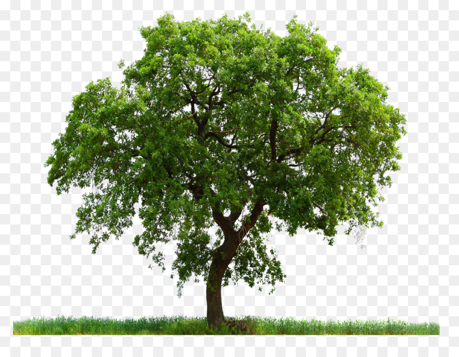 Arbre Vert，Nature PNG