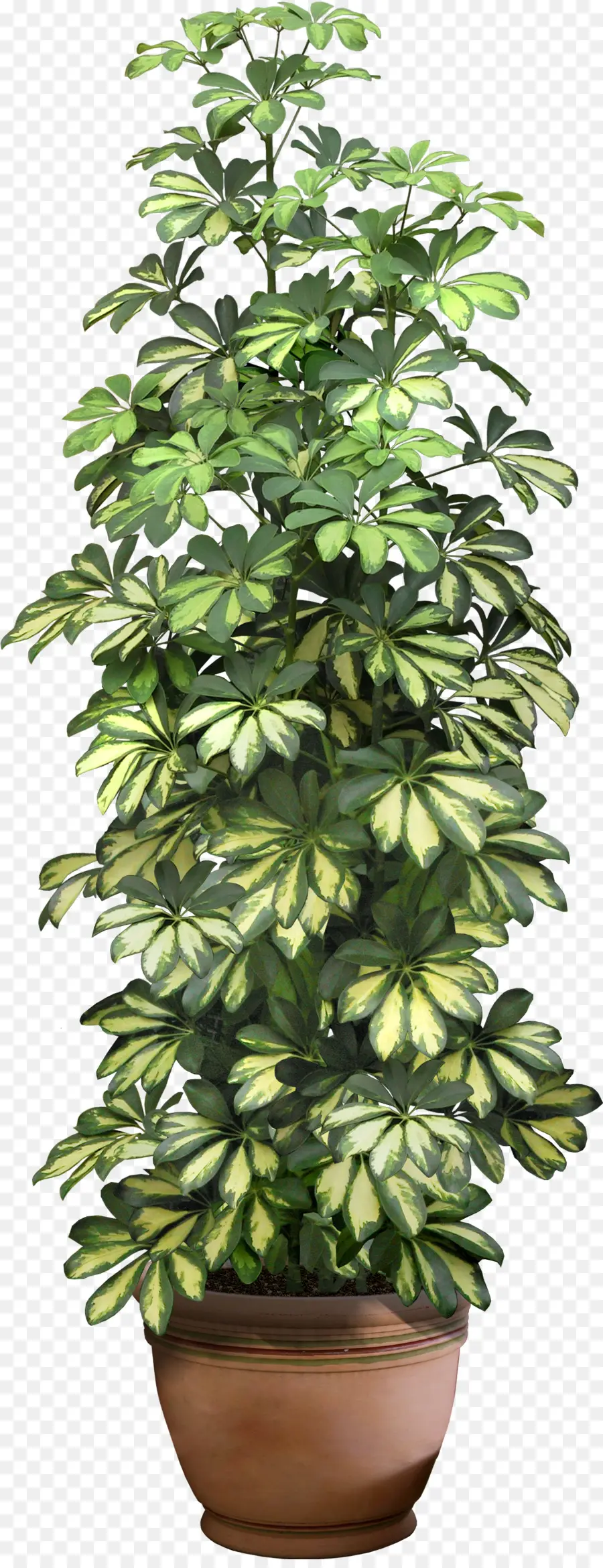 Fiddleleaf Figue，Figuier Pleureur PNG