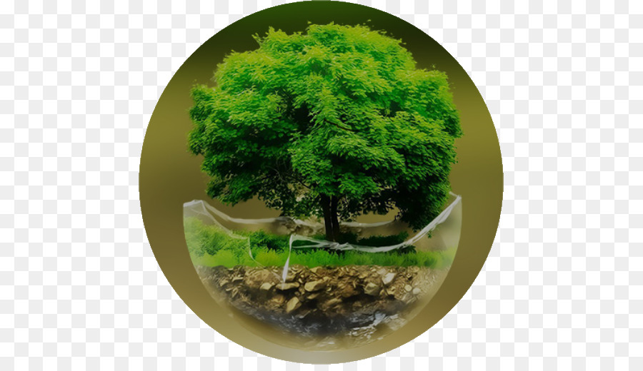 Arbre De Globe，Environnement PNG