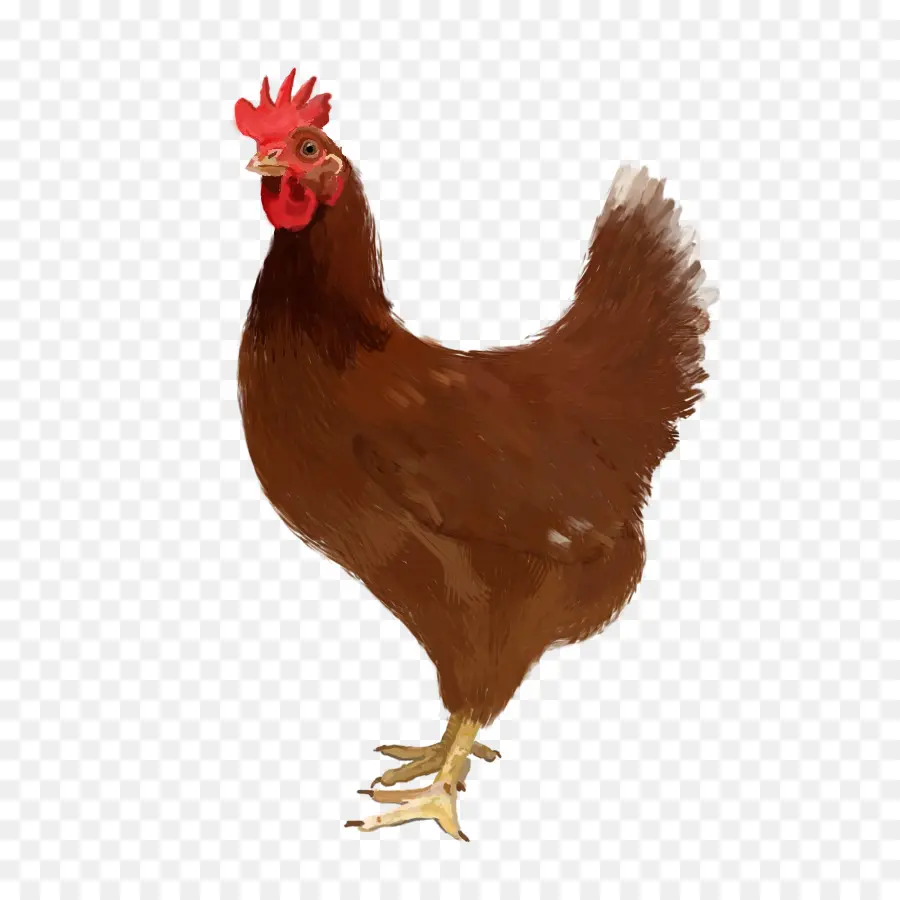 Poulet，Poule PNG