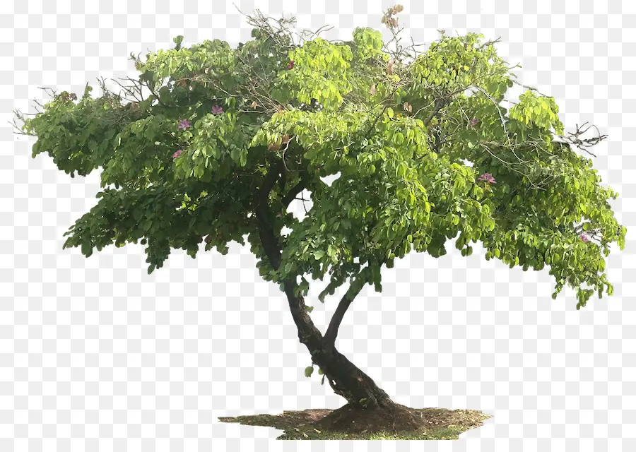 Arbre，Feuilles PNG