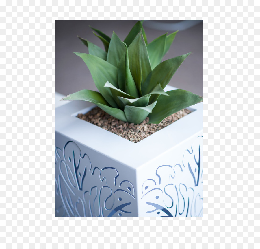 Flowerpot，Plante PNG