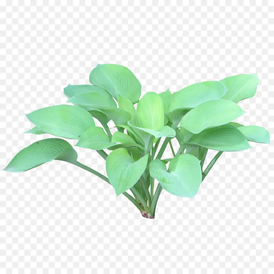 Plante，Arbuste PNG