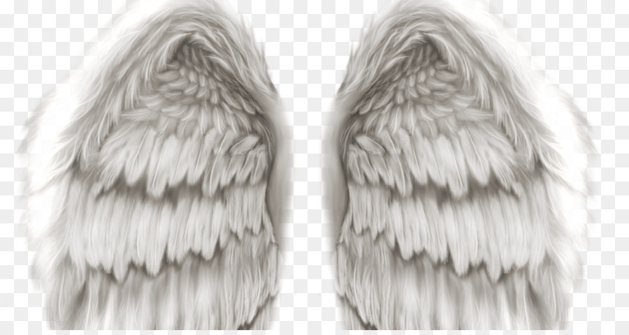 Ailes D'ange，Plumes PNG