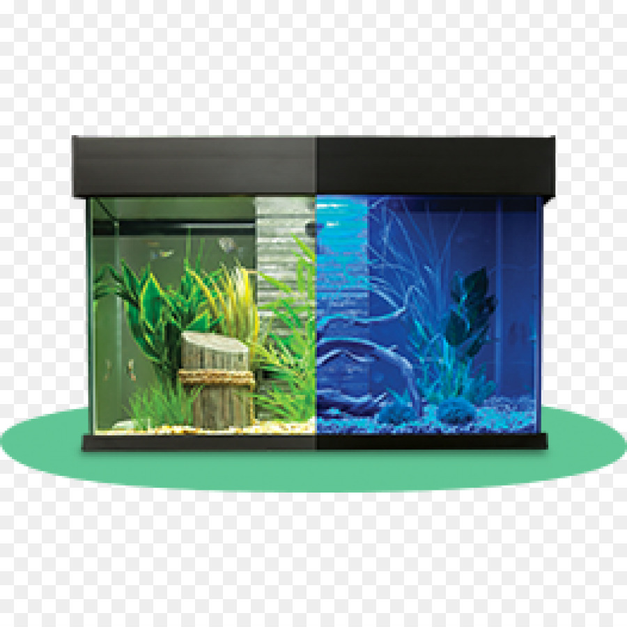 Aquarium，Poisson PNG