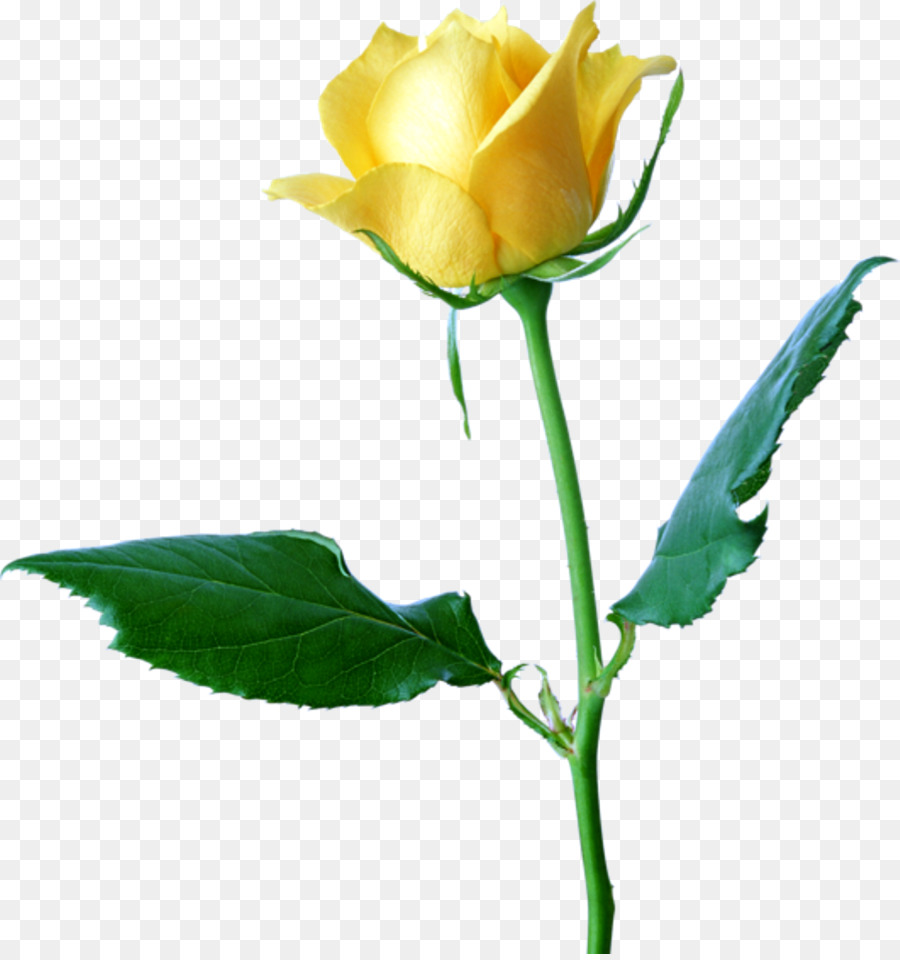 Rose Jaune，Rose PNG