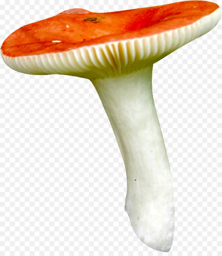 Champignons，Champignon PNG