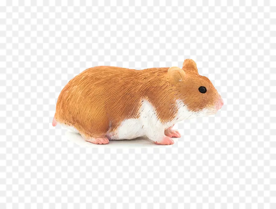 Hamster Marron Et Blanc，Animal De Compagnie PNG