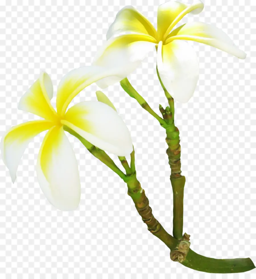 Gardenia，Fleur PNG