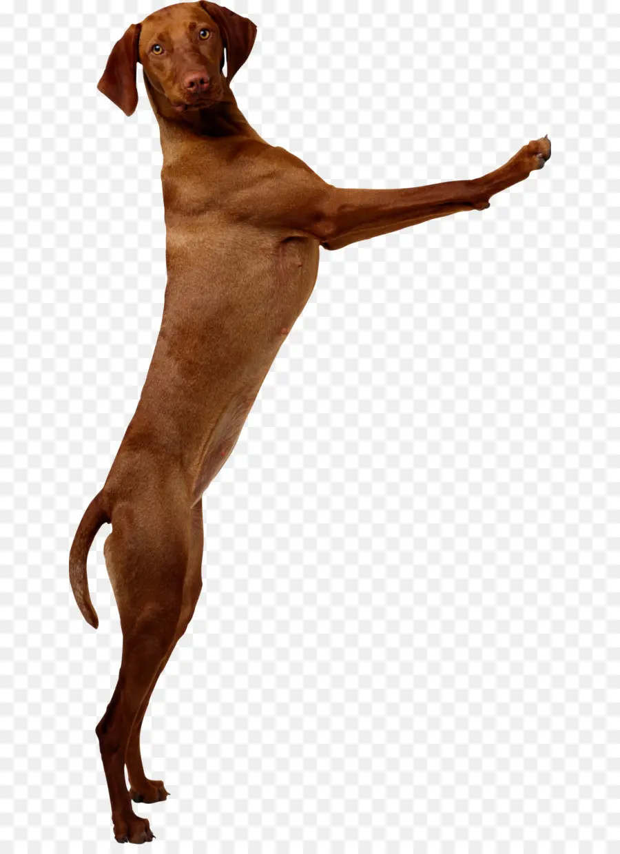 Chien Marron，Animal De Compagnie PNG