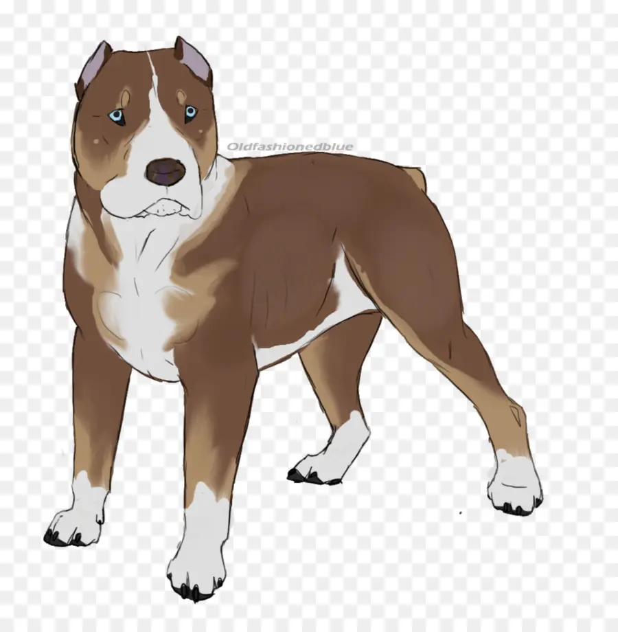 American Staffordshire Terrier，American Pit Bull Terrier PNG