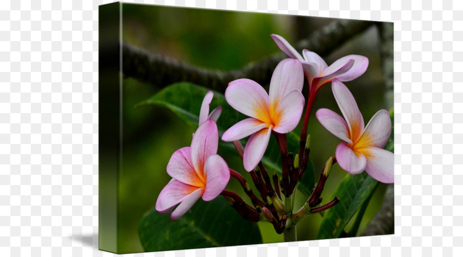 Fleur，La Flore PNG