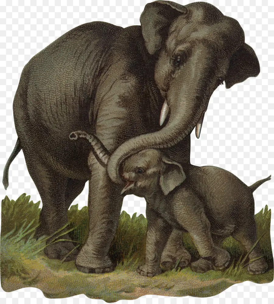 Éléphant De Brousse Africain，éléphant Indien PNG
