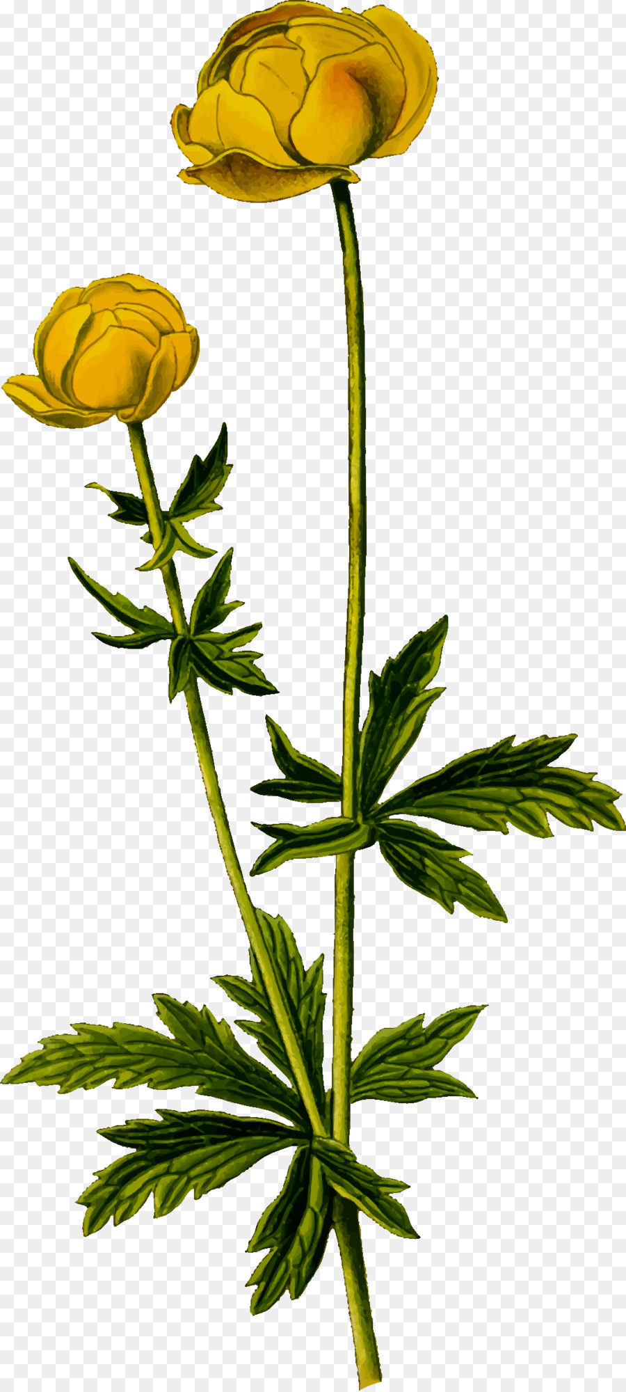 Trollius Europaeus，Fleur PNG