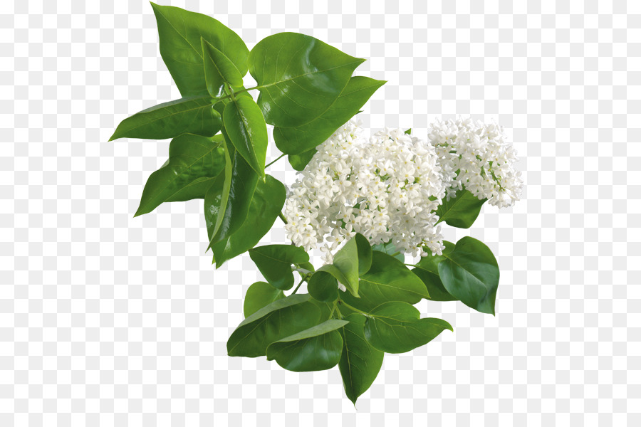 Fleurs Blanches，Fleurir PNG