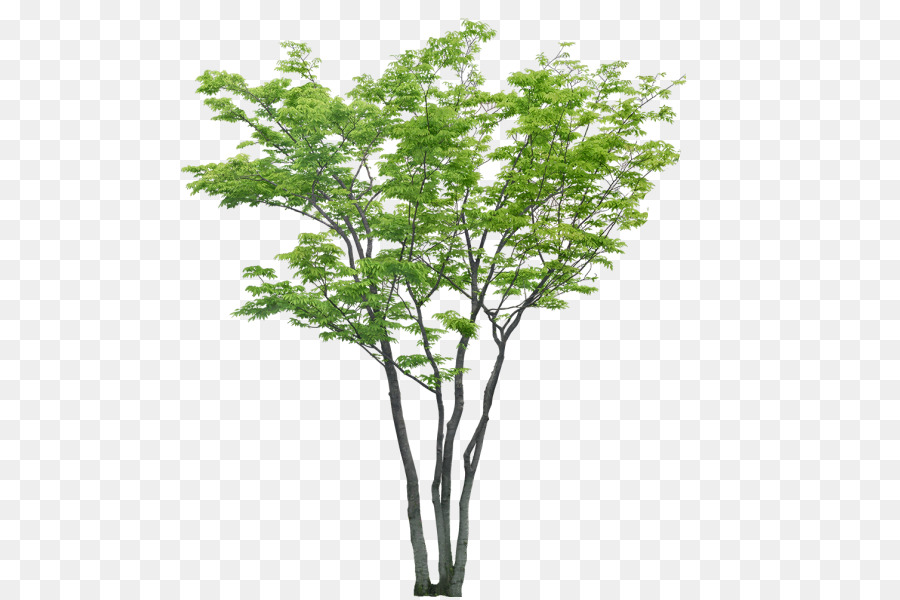 Arbre，Succursales PNG