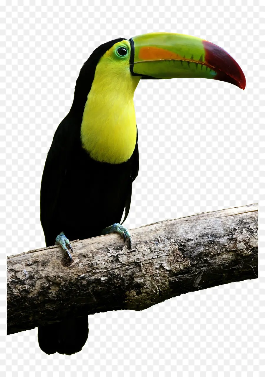 Toucan，Bec PNG