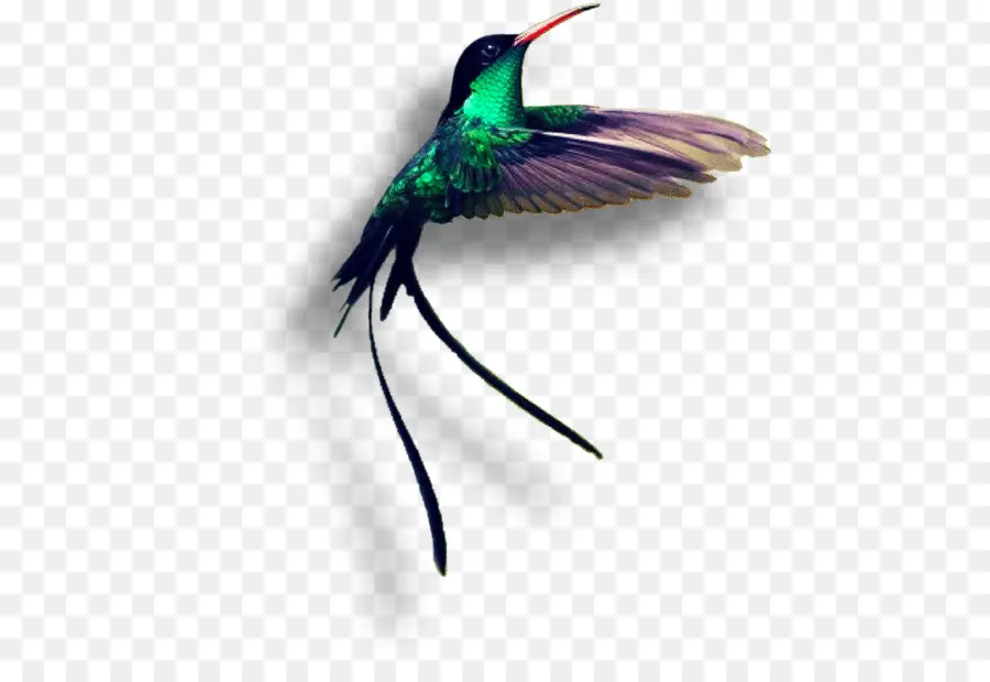 Colibri，Vol PNG